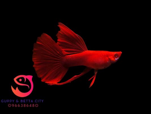 Cá Bảy Màu Full Red Ribbon - Bể Cá Mini Để Bàn