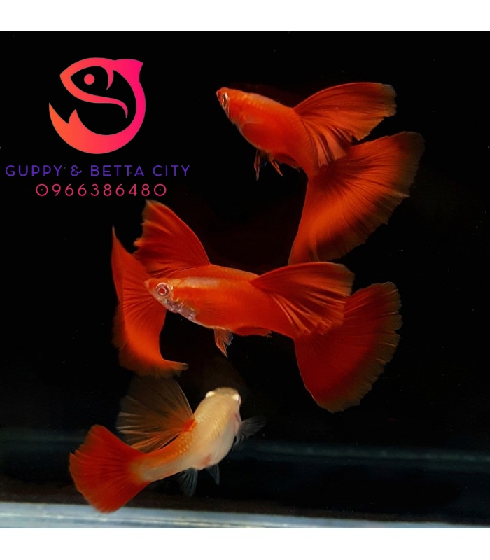 Cá Bảy Màu Full Red - Bể Cá Mini Để Bàn