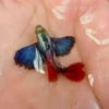 dumbo red tail guppy