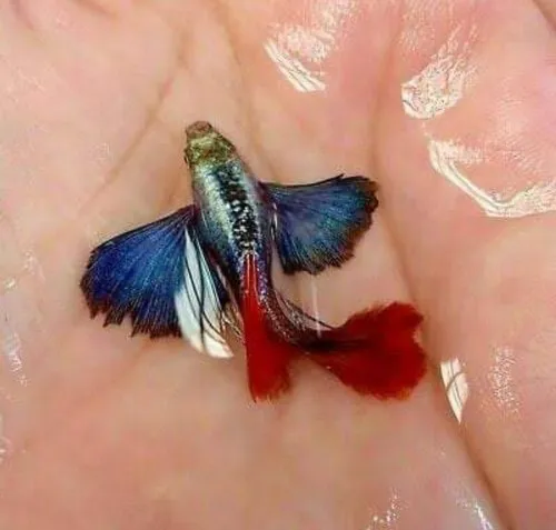 dumbo red tail guppy