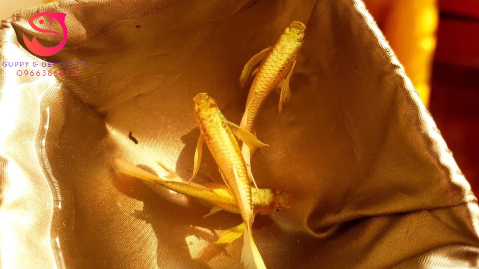 Cá bảy màu Full Gold Ribbon - Bể cá mini để bàn