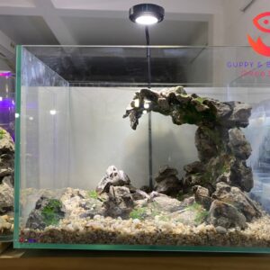 Bể cá mini Dragon Nest – Tổ Rồng kich thước 30*20*22cm